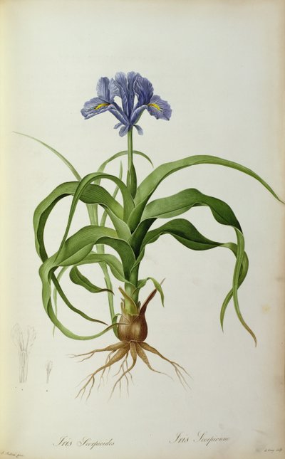 Iris Scorpioides, de 